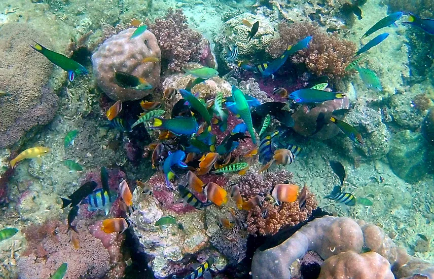 Picture of Snorkelling Gilis Lombok