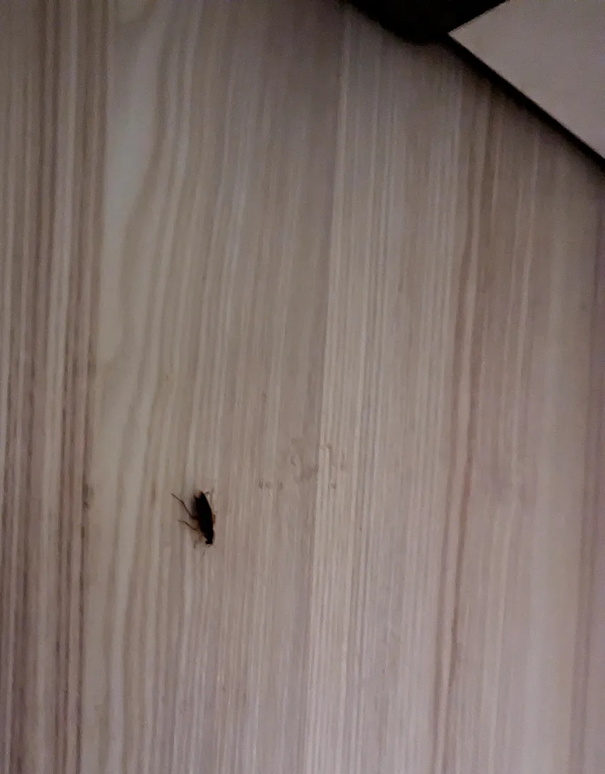 Picture of Cockroach