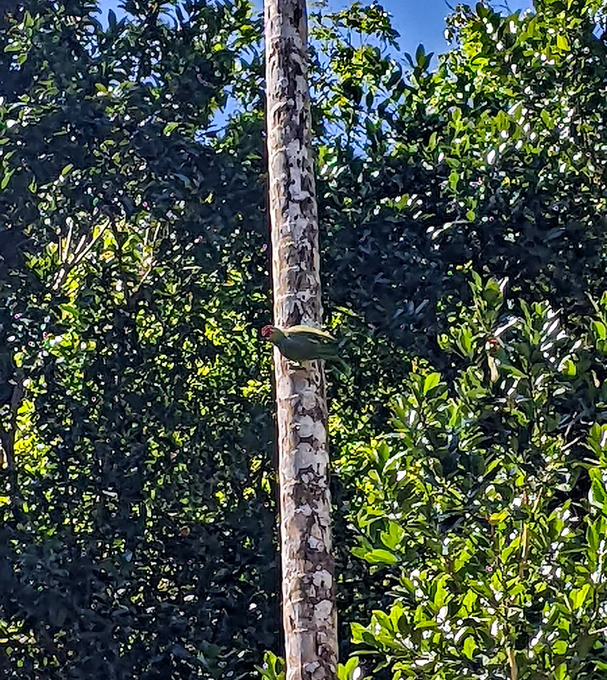 Picture of Birdwatching Belize