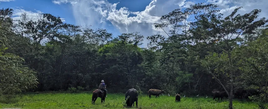 Picture of Horseback Riding Belize