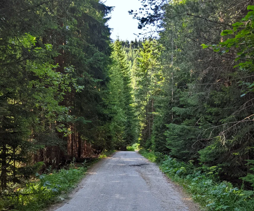 Picture of Hike in the Bulgarian Forest