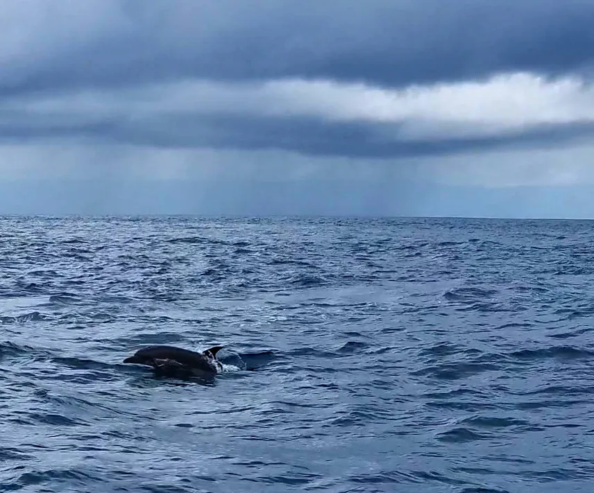 Picture of a dolphin at Cano Island