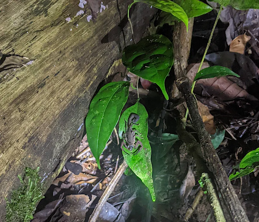 Picture of scorpion on a night hike