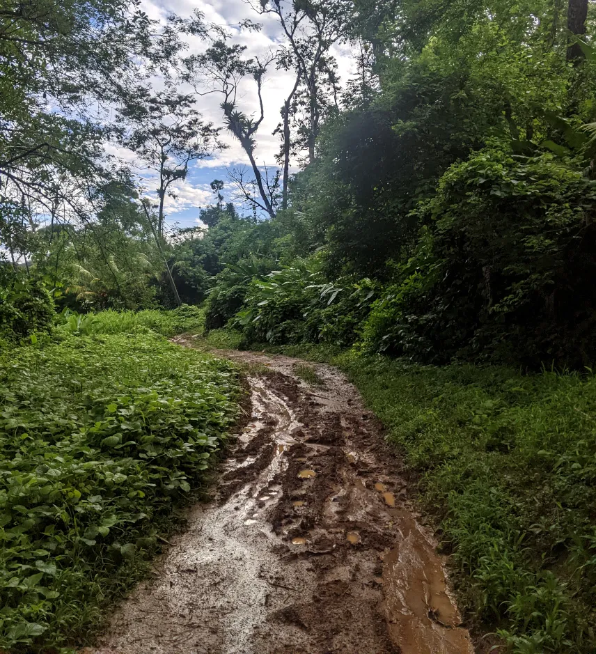 Picture of hiking trail in Drake Bay during the rainy season