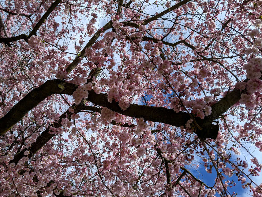 Picture of cherry blossoms