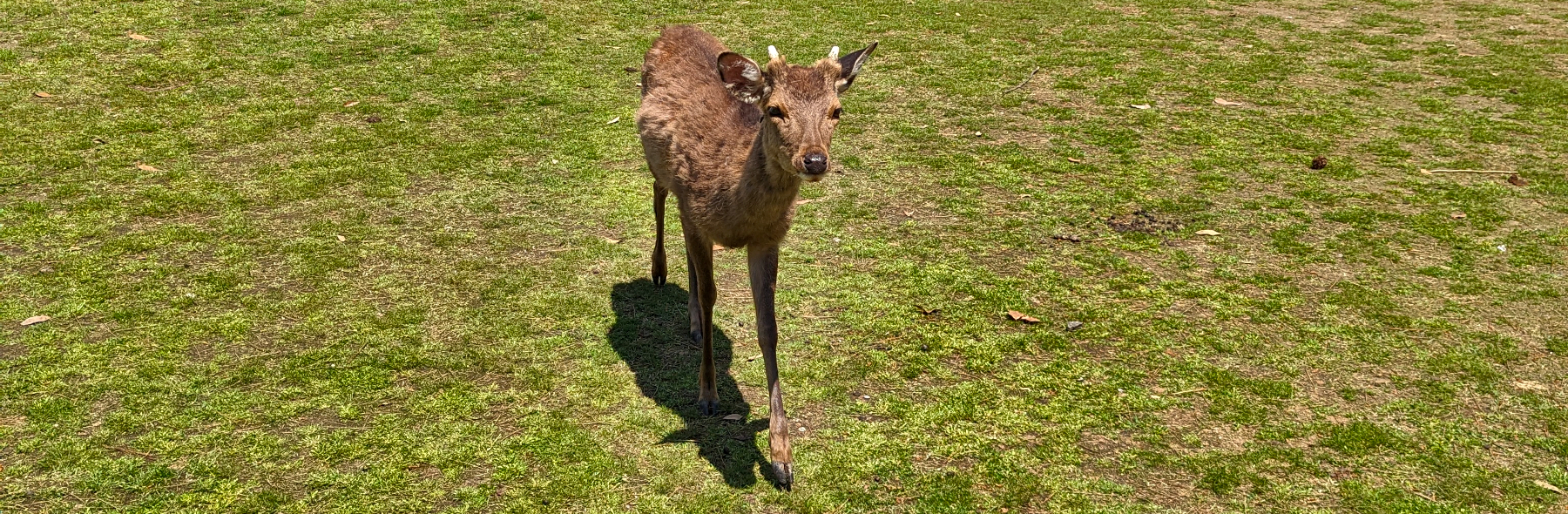 Nara Japan Half Day Itinerary (+Map) – Bucketlist 2 Life